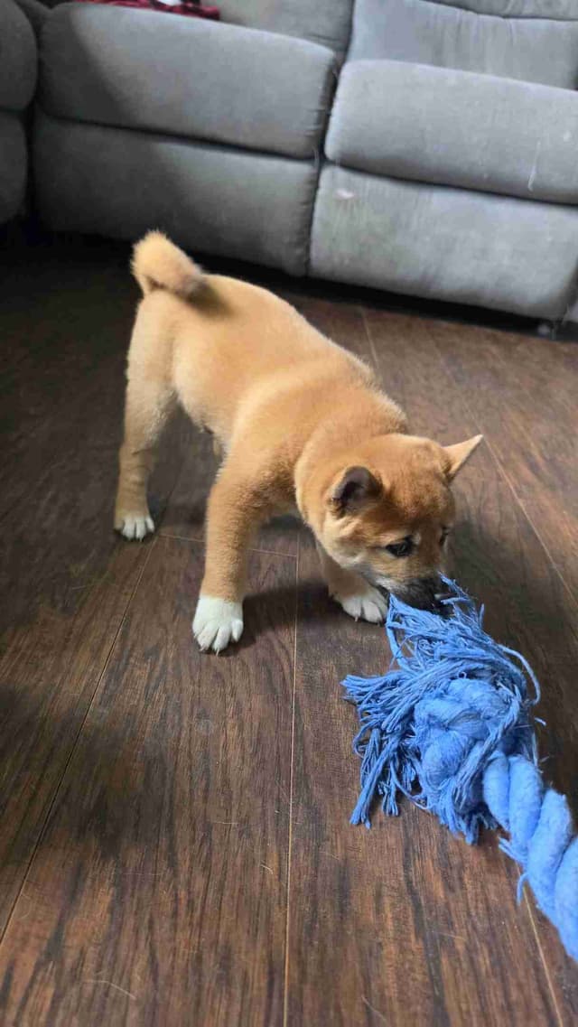 Shiba Inu Puppies media 3