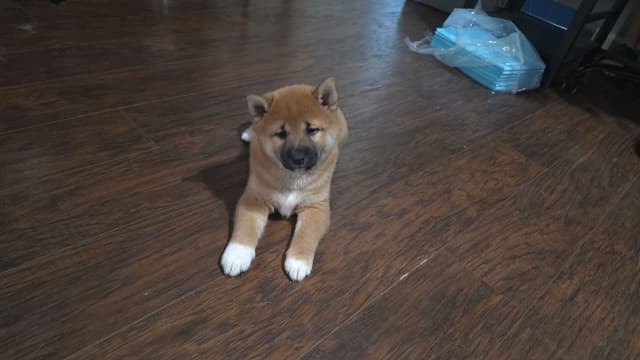 Shiba Inu Puppies media 4