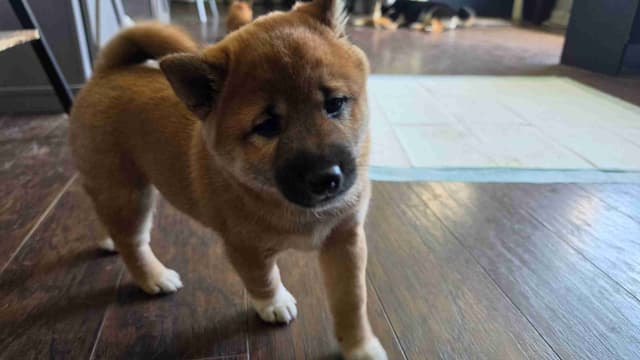 Shiba Inu Puppies media 5