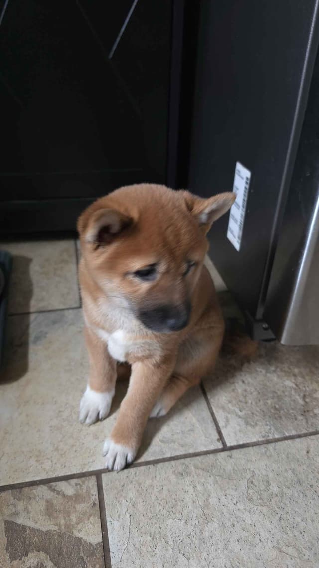 Shiba Inu Puppies media 6