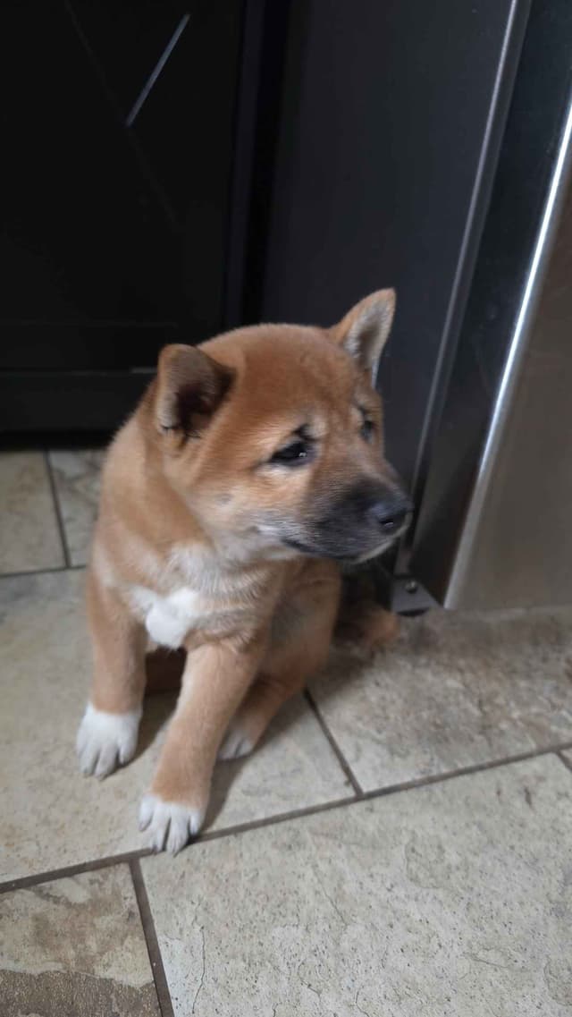 Shiba Inu Puppies media 8