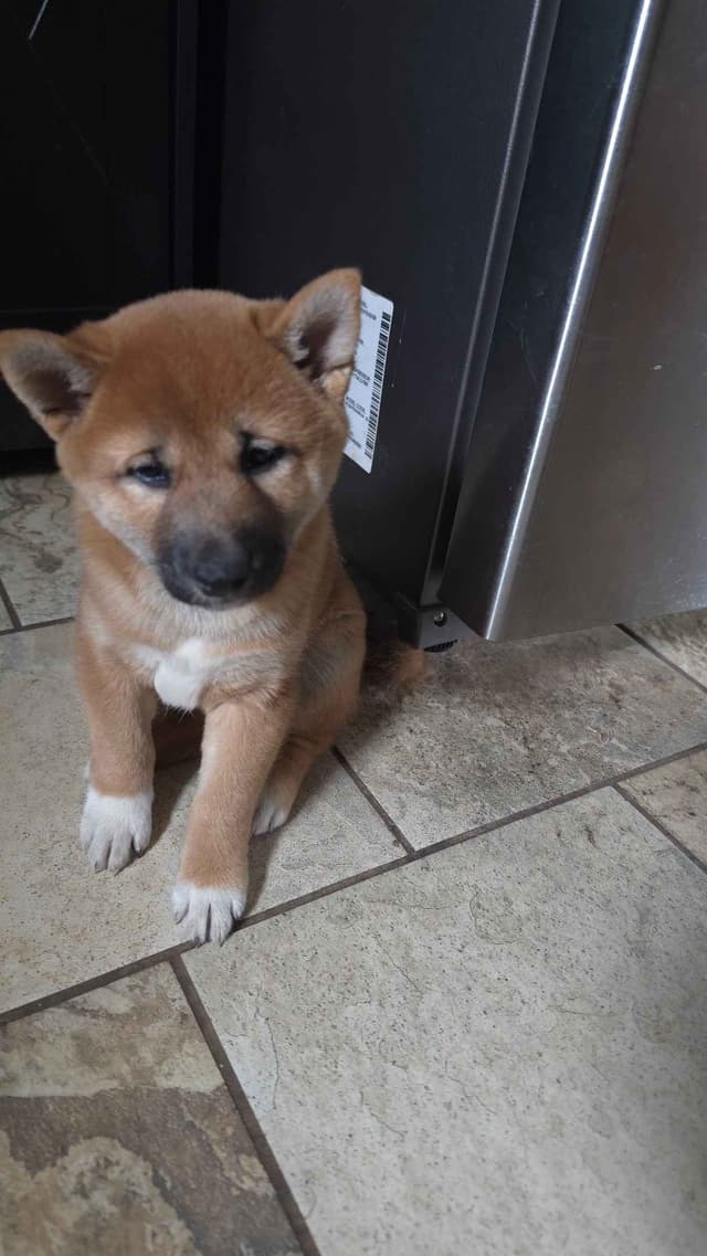 Shiba Inu Puppies media 9