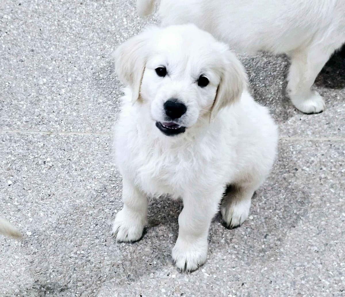 Golden Retriever Puppies breeder image 14