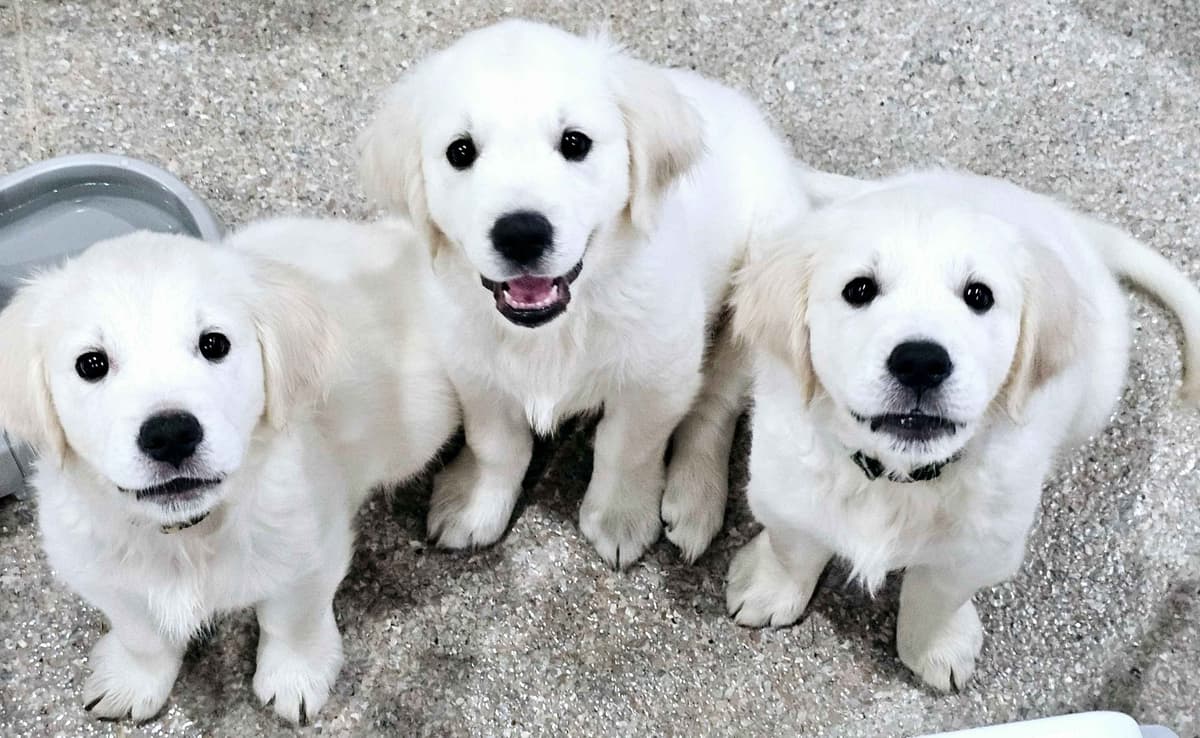Golden Retriever Puppies breeder image 15