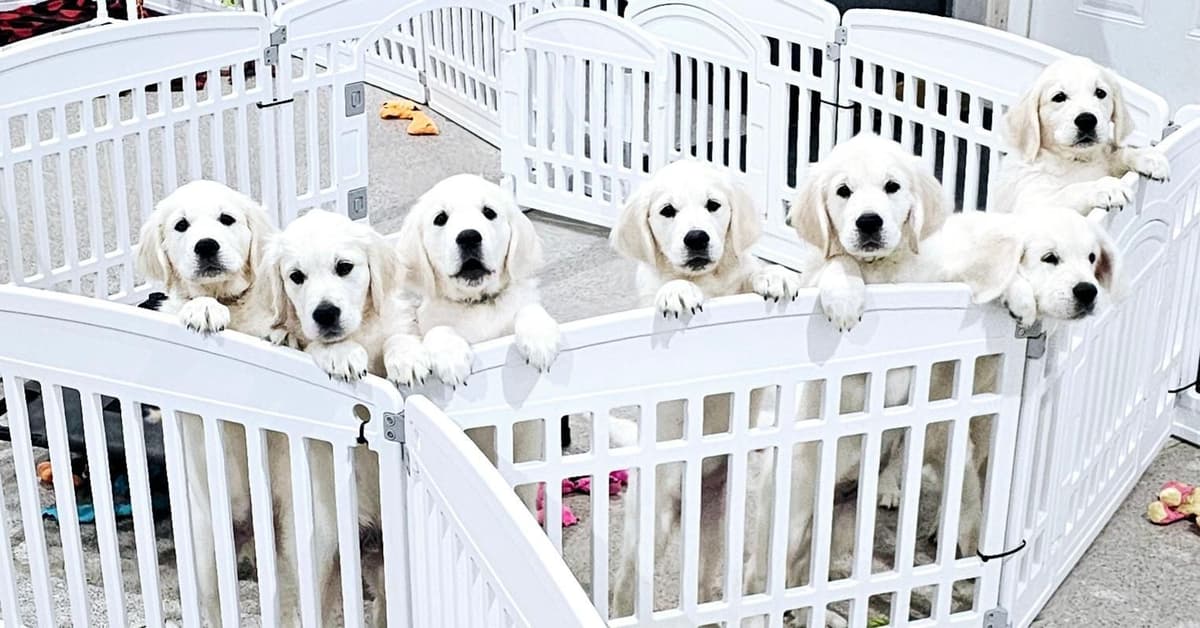 Golden Retriever Puppies breeder image 6