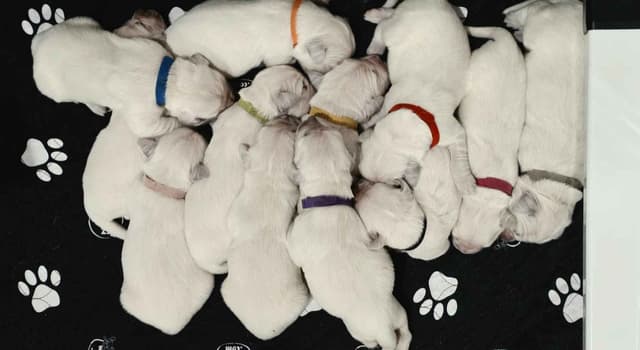 Golden Retriever Puppies media 25