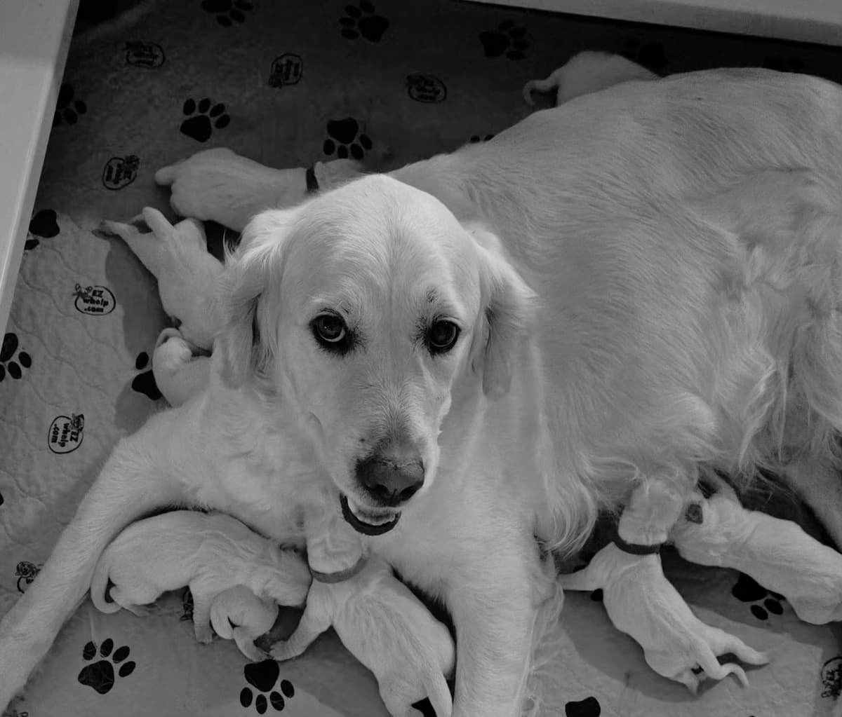 Golden Retriever Puppies breeder image 10