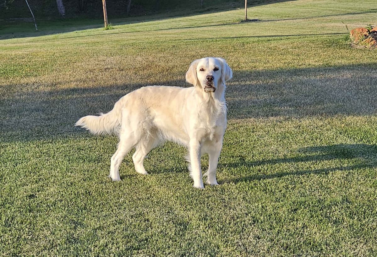 Golden Retriever Puppies breeder image 11