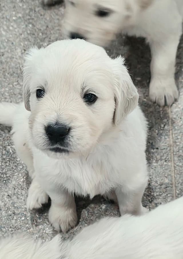 Golden Retriever Puppies media 22