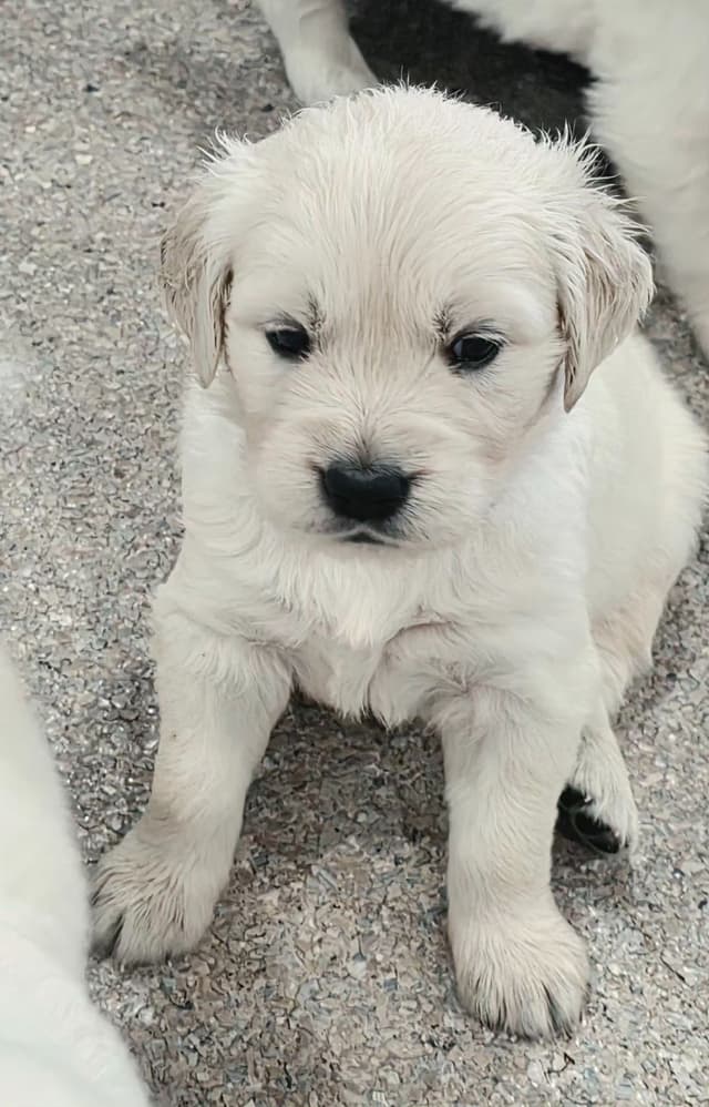Golden Retriever Puppies media 24