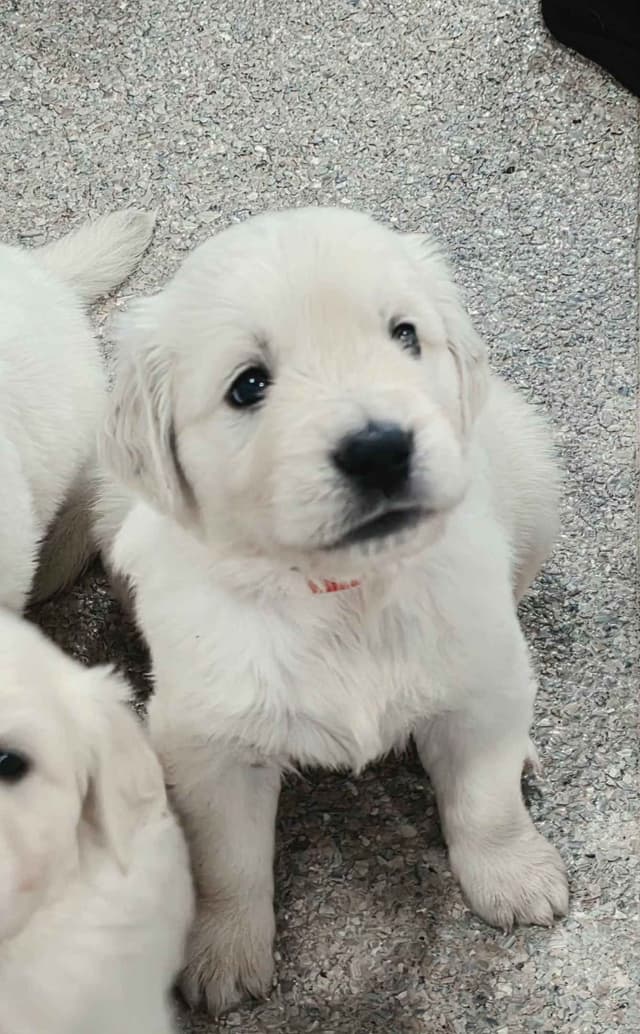 Golden Retriever Puppies media 21