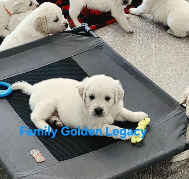Golden Retriever Puppies media 19