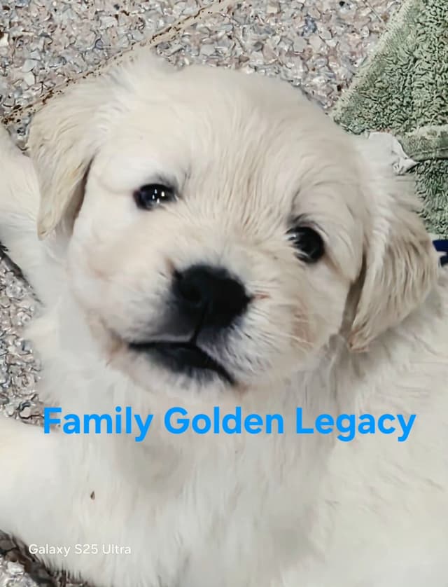 Golden Retriever Puppies media 16
