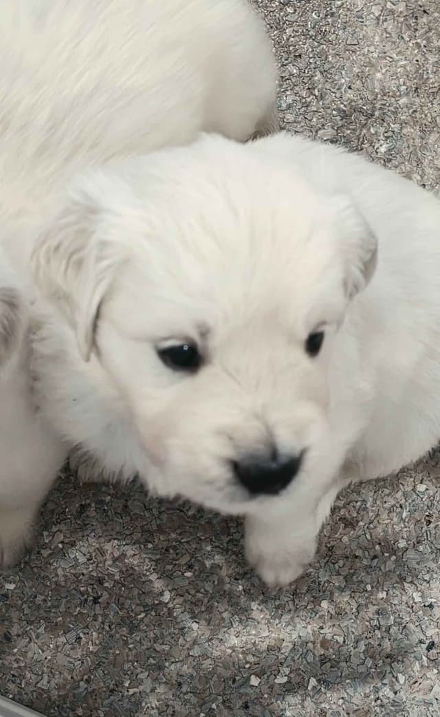 Golden Retriever Puppies media 20