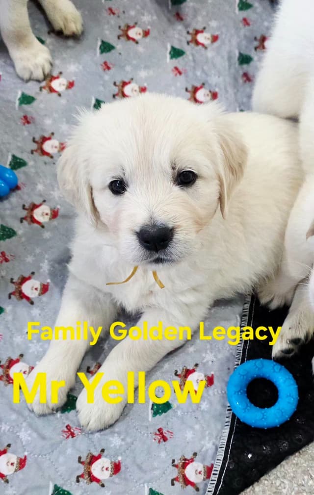 Golden Retriever Puppies media 15