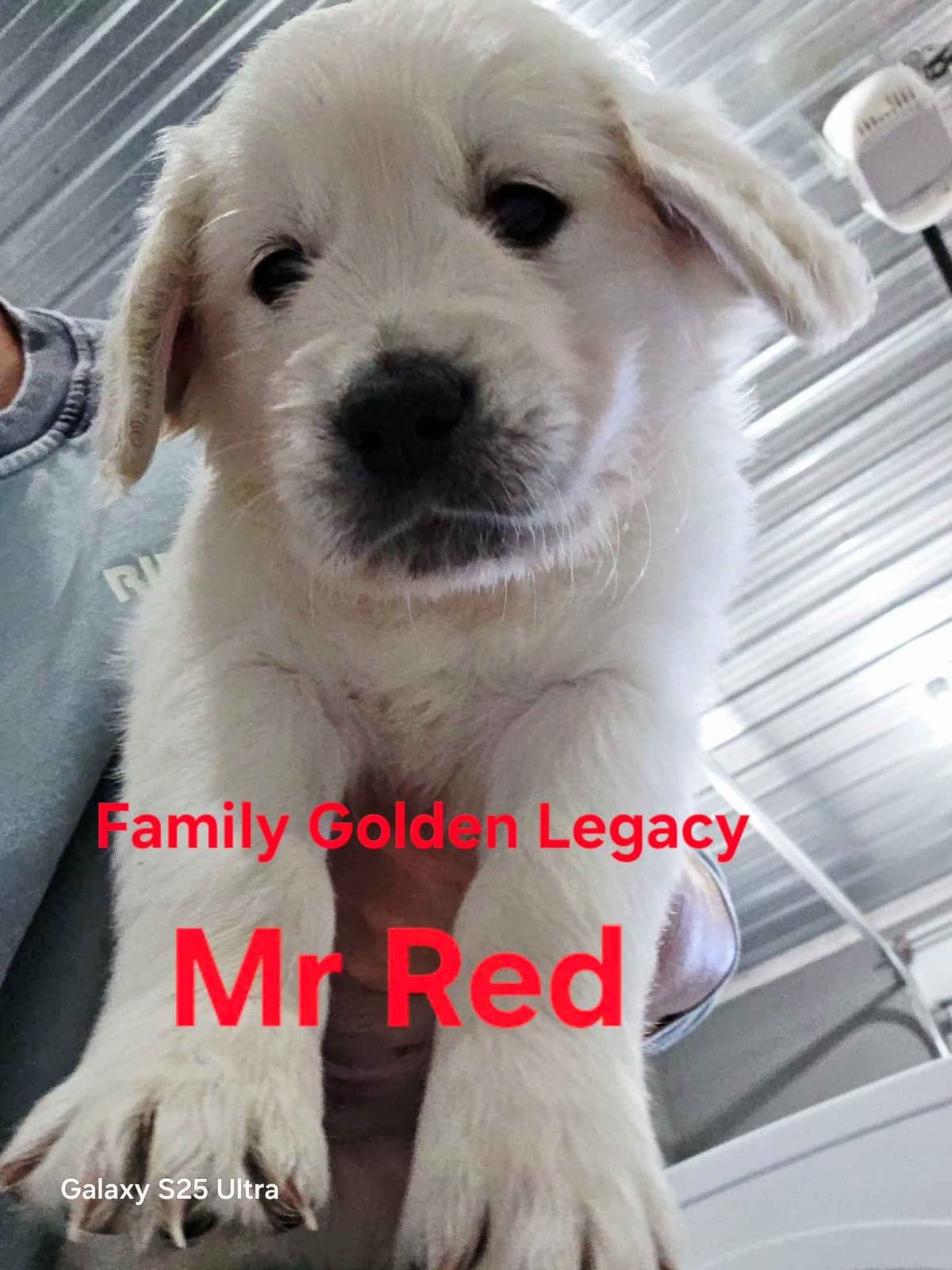 Golden Retriever Puppies breeder image 9