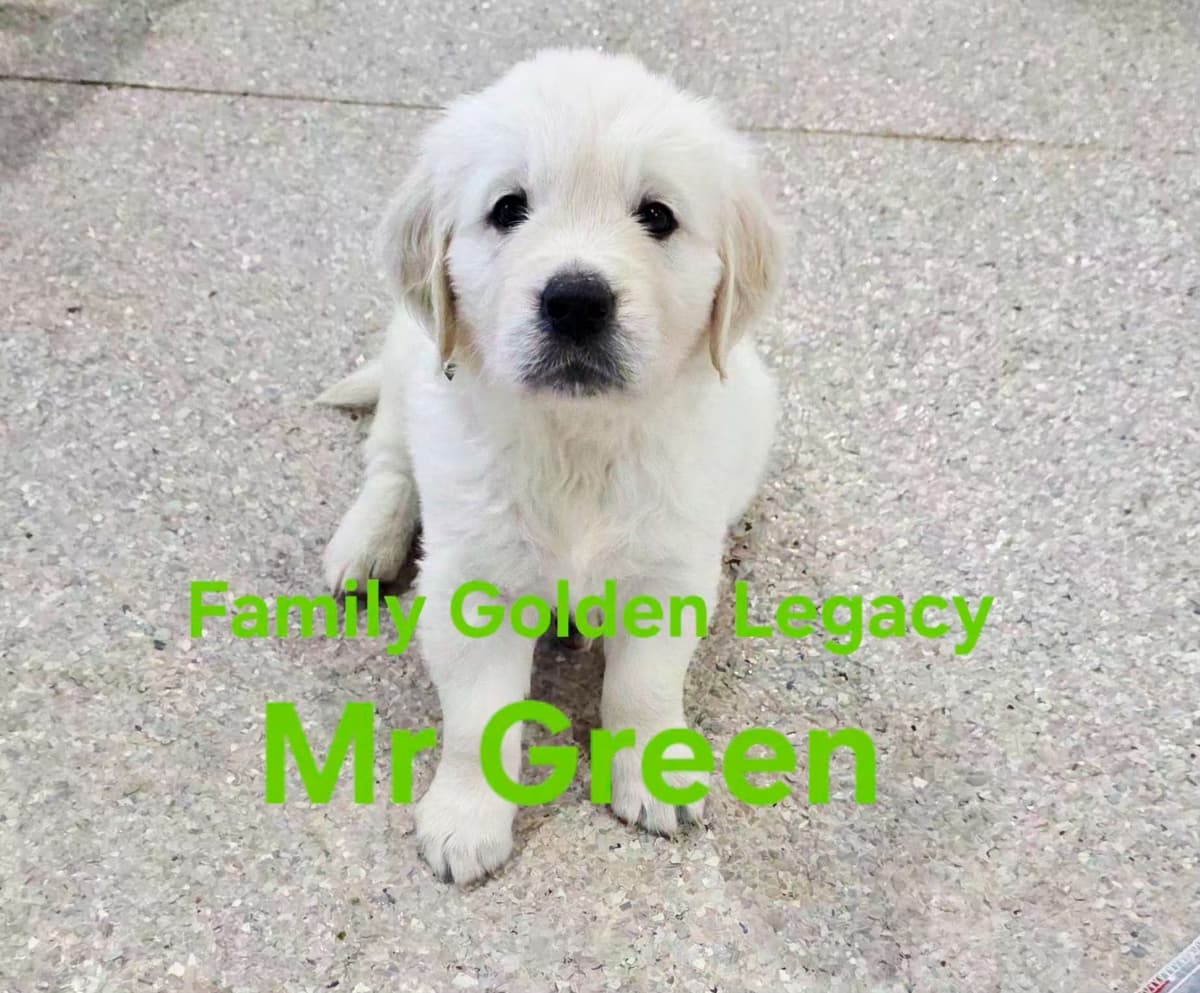 Golden Retriever Puppies breeder image 8