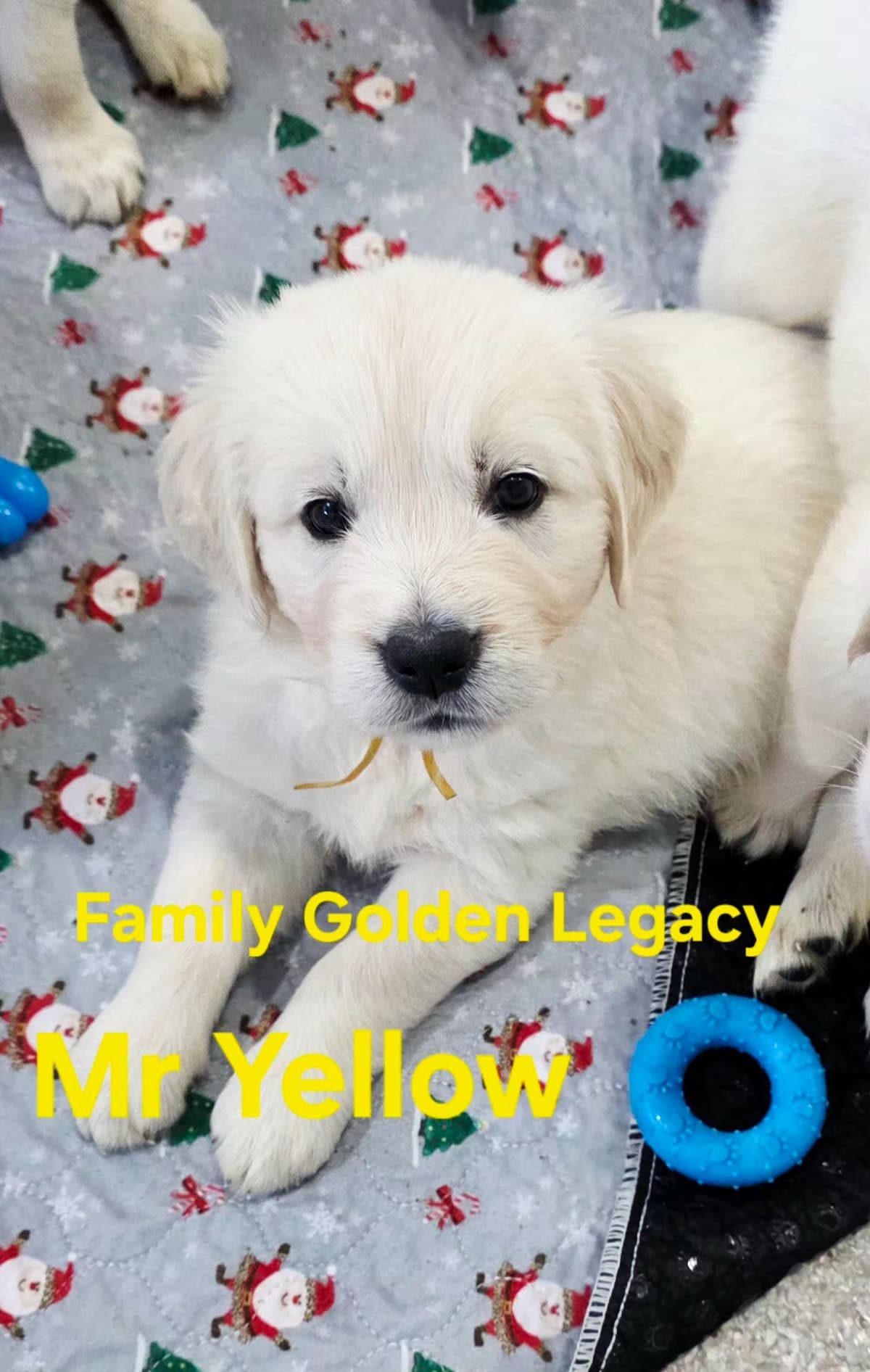 Golden Retriever Puppies breeder image 7
