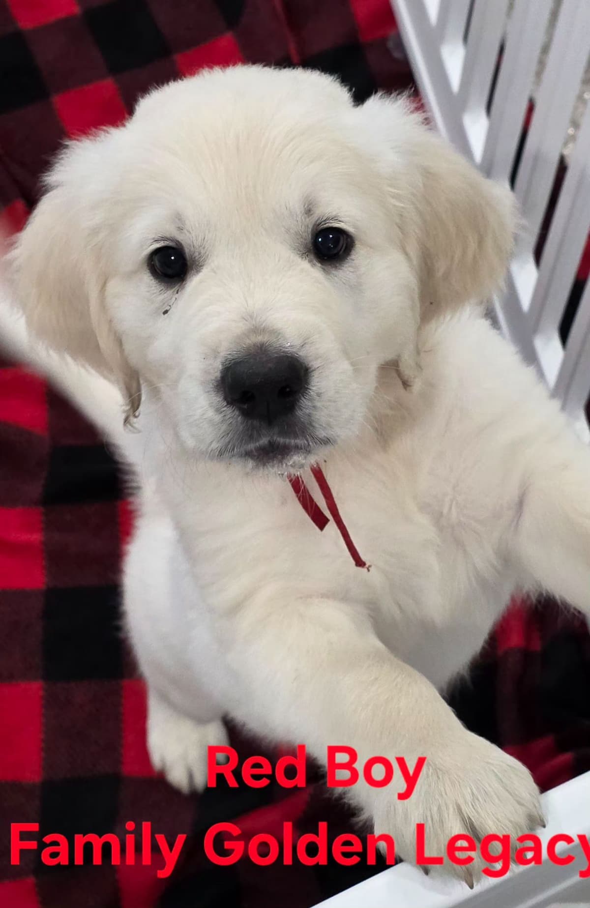 Golden Retriever Puppies breeder image 2