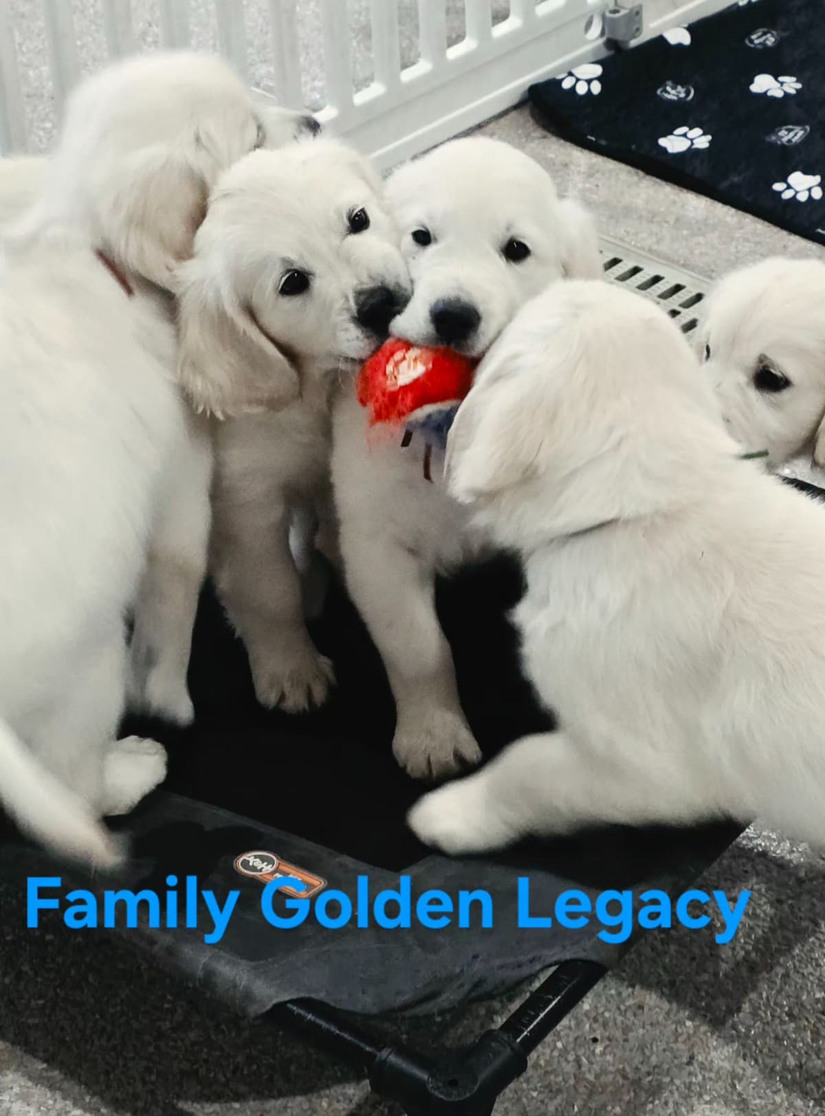 Golden Retriever Puppies breeder image 4