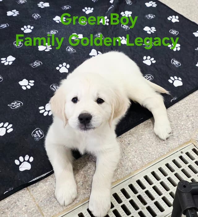 Golden Retriever Puppies media 7