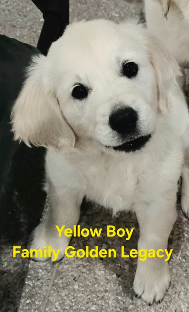 Golden Retriever Puppies media 8