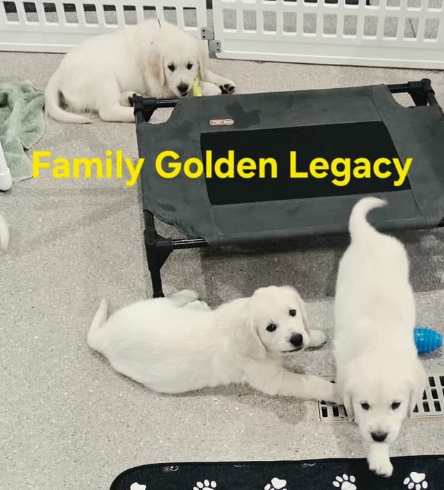 Golden Retriever Puppies media 10