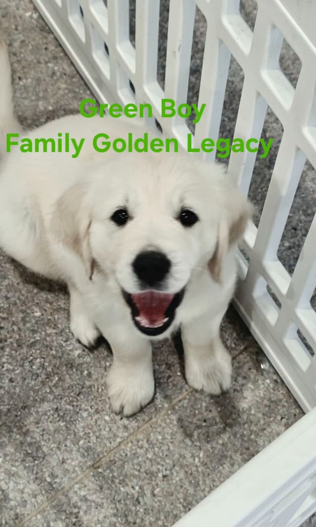 Golden Retriever Puppies media 11