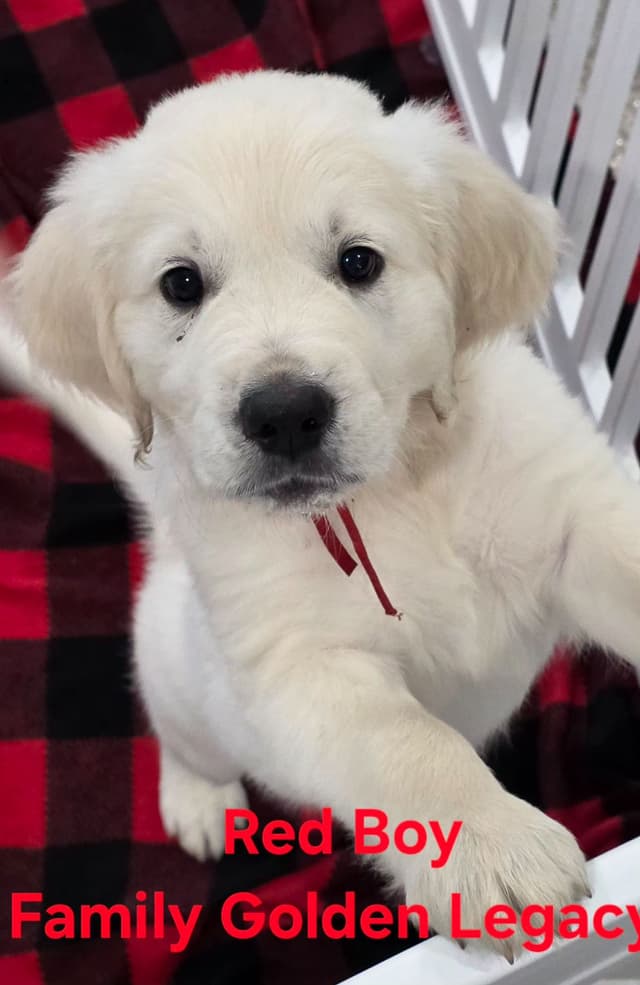 Golden Retriever Puppies media 12