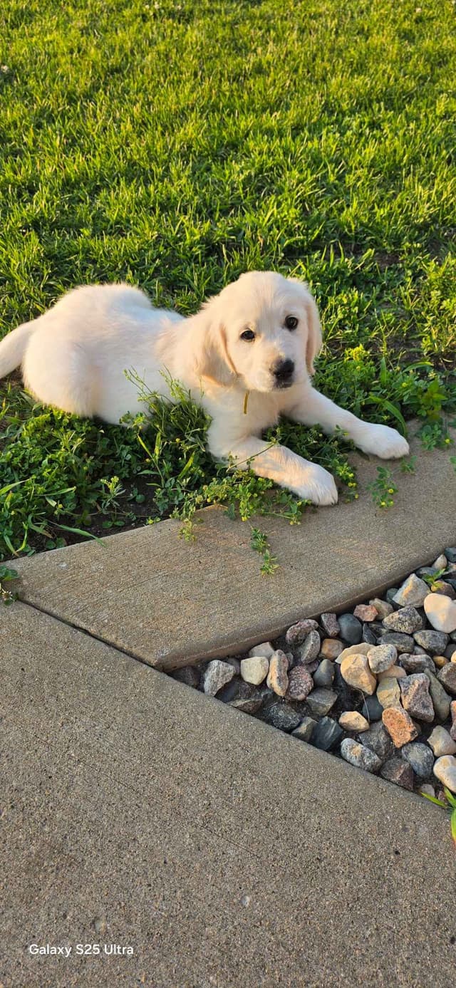 Golden Retriever Puppies media 5