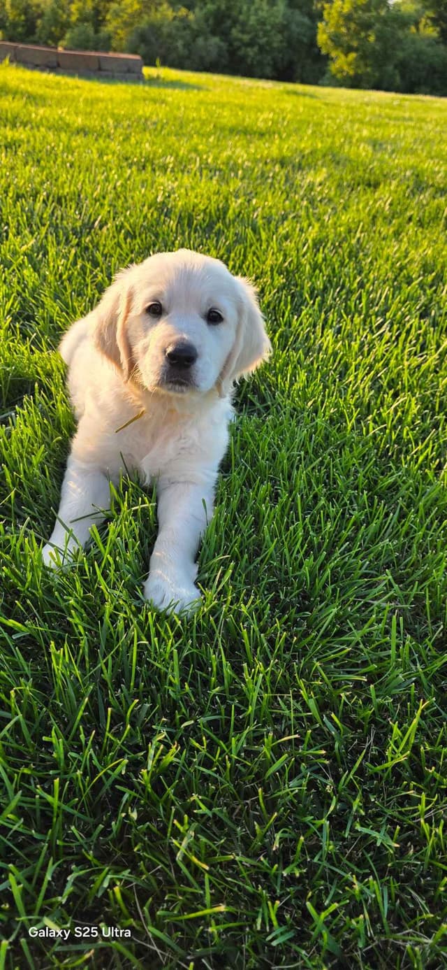 Golden Retriever Puppies media 3