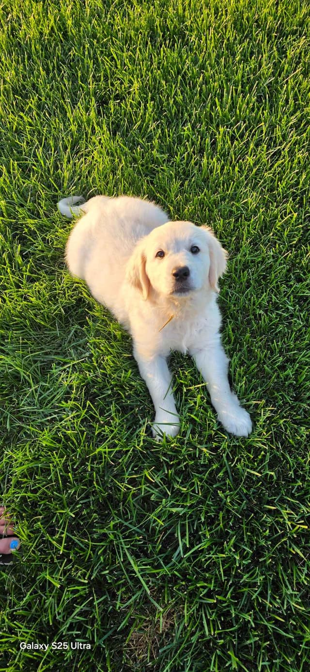 Golden Retriever Puppies media 4