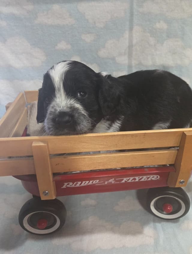 English Springer Spaniel Puppies media 2
