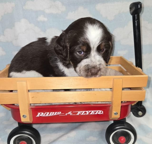 English Springer Spaniel Puppies media 3