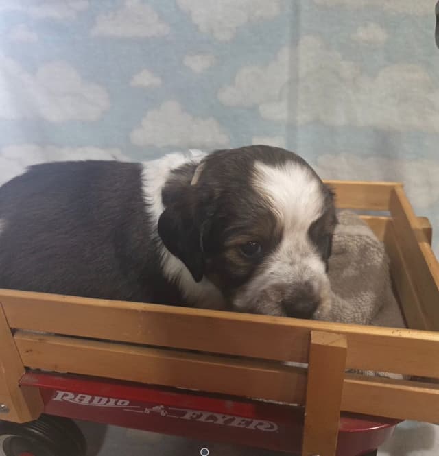 English Springer Spaniel Puppies media 4