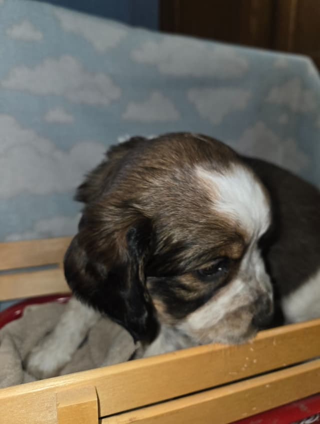 English Springer Spaniel Puppies media 5