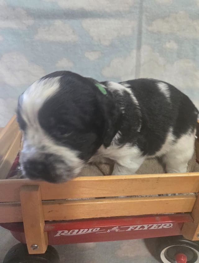 English Springer Spaniel Puppies media 6