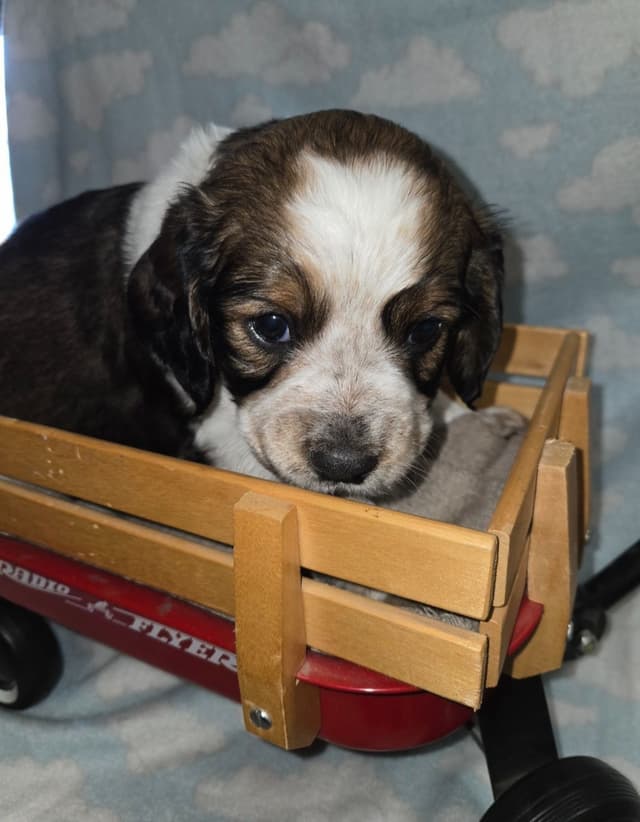 English Springer Spaniel Puppies media 7