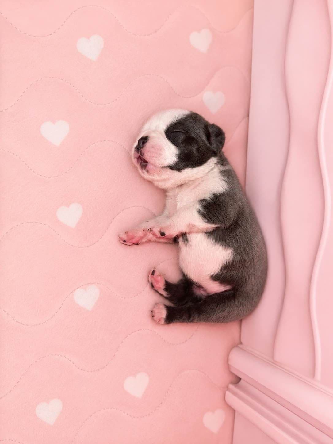 ✨🐾 Extraordinary French Bulldog Litter 🐾✨ breeder image 4