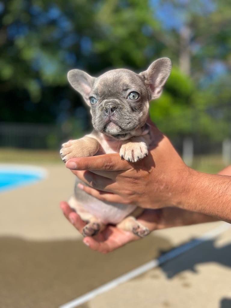 ✨🐾 Extraordinary French Bulldog Litter 🐾✨ breeder image 5