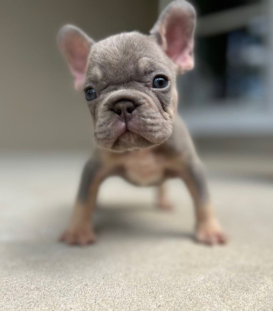 ✨🐾 Extraordinary French Bulldog Litter 🐾✨ breeder image 6