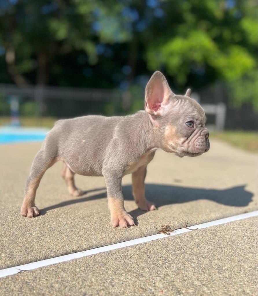 ✨🐾 Extraordinary French Bulldog Litter 🐾✨ breeder image 7