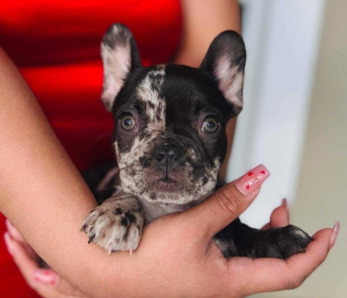 ✨🐾 Extraordinary French Bulldog Litter 🐾✨ breeder image 8