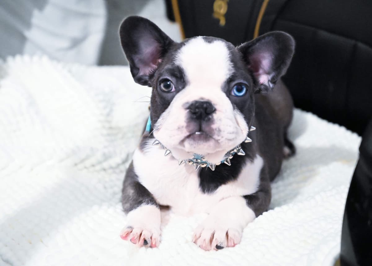 ✨🐾 Extraordinary French Bulldog Litter 🐾✨ breeder image 9