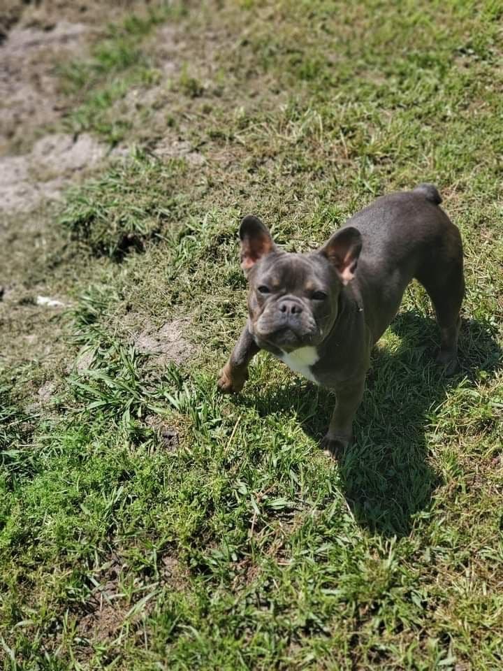 ✨🐾 Extraordinary French Bulldog Litter 🐾✨ breeder image 10
