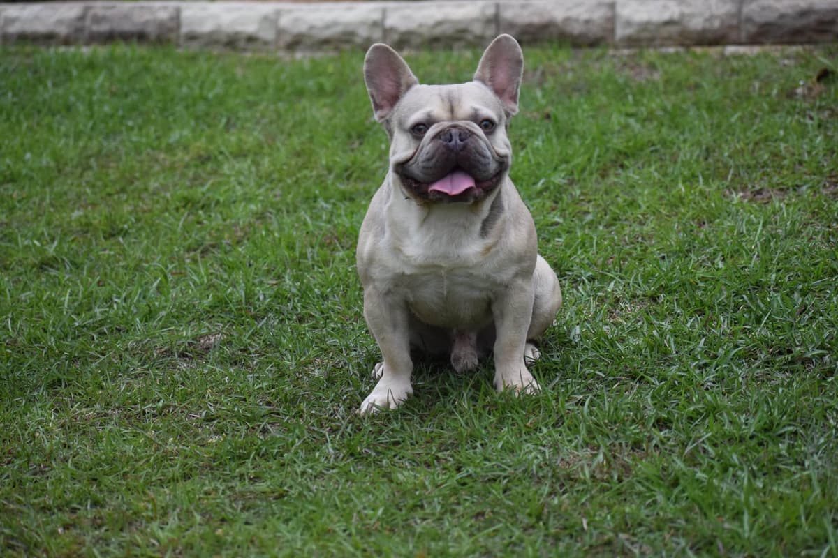 ✨🐾 Extraordinary French Bulldog Litter 🐾✨ breeder image 11