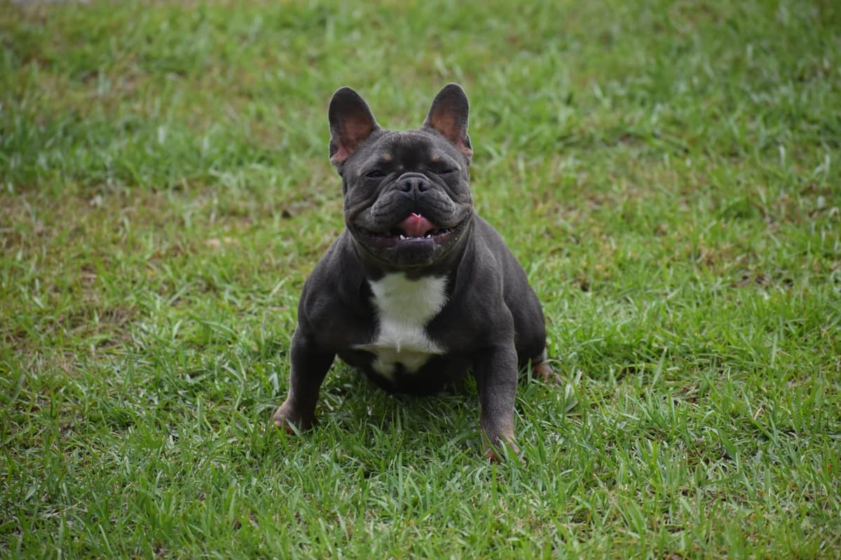 ✨🐾 Extraordinary French Bulldog Litter 🐾✨ breeder image 12