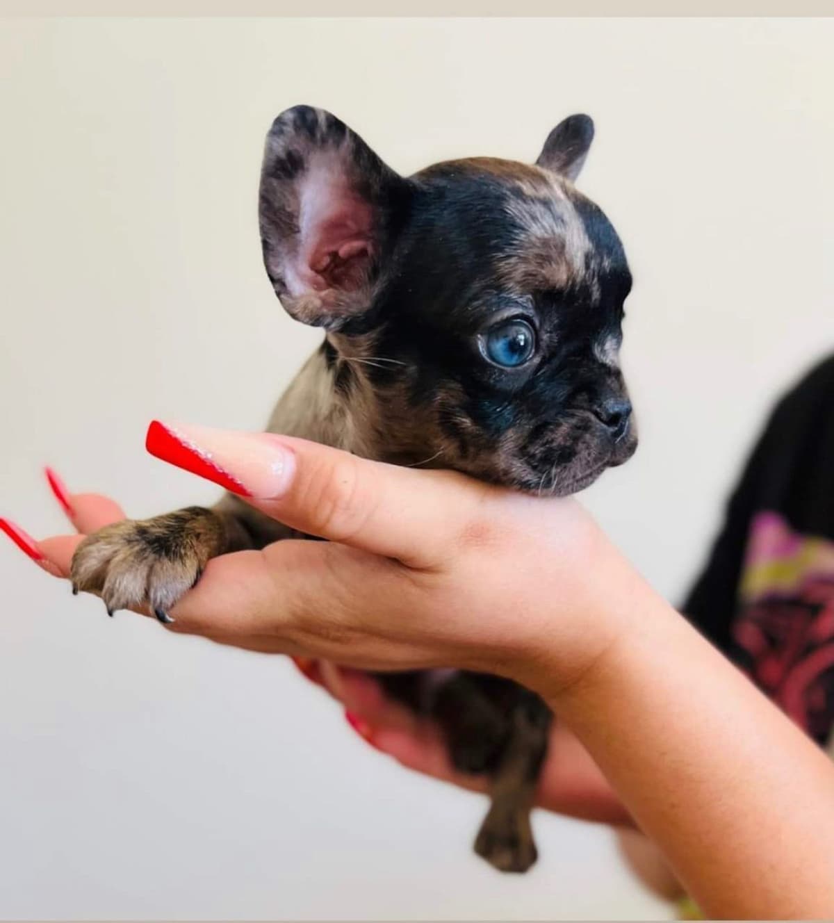 ✨🐾 Extraordinary French Bulldog Litter 🐾✨ breeder image 13