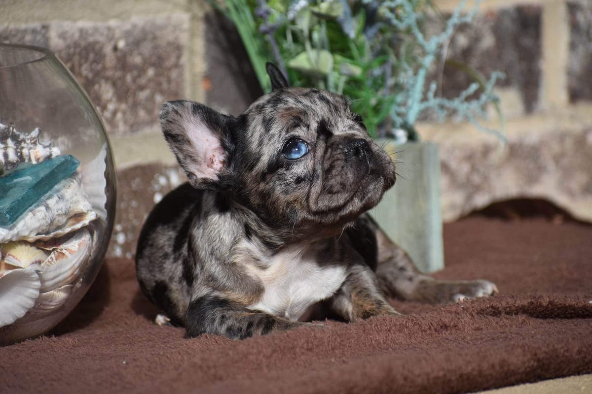 ✨🐾 Extraordinary French Bulldog Litter 🐾✨ breeder image 15