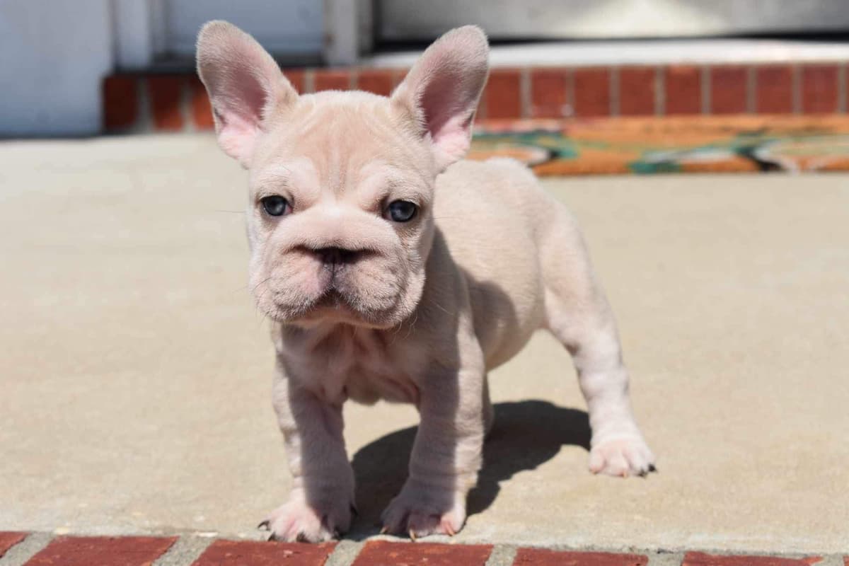 ✨🐾 Extraordinary French Bulldog Litter 🐾✨ breeder image 16